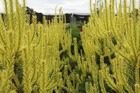 Attēlu rezultāti vaicājumam “Pinus sylvestris leaf”