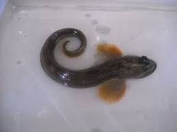 Image result for Zoarces americanus