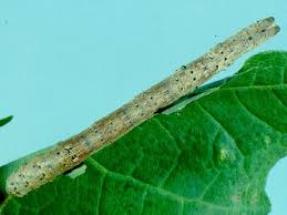 Attēlu rezultāti vaicājumam “Plagodis pulveraria”