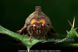 Attēlu rezultāti vaicājumam “Gortyna flavago”