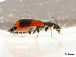 Attēlu rezultāti vaicājumam “Anthocomus fasciatus”