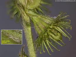 Attēlu rezultāti vaicājumam “Agrimonia eupatoria fruit”
