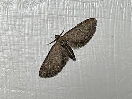 Attēlu rezultāti vaicājumam “Eupithecia icterata female”