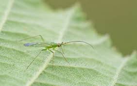 Attēlu rezultāti vaicājumam “Blepharidopterus angulatus”