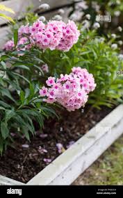 Image result for Phlox paniculata `Bright Eyes`