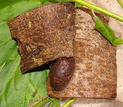 Attēlu rezultāti vaicājumam “Cerura vinula larva”