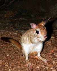 Attēlu rezultāti vaicājumam “Rodentia”