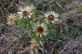Attēlu rezultāti vaicājumam “Carlina vulgaris”