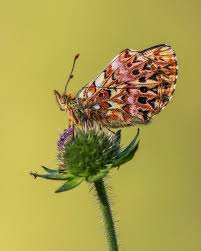 Attēlu rezultāti vaicājumam “Boloria titania”
