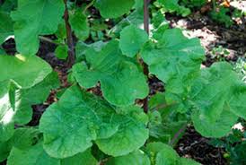 Attēlu rezultāti vaicājumam “Arctium lappa”