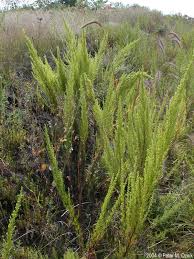 Image result for Artemisia caudata