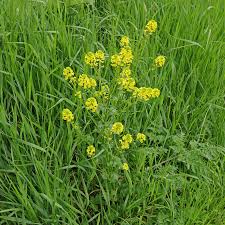 Attēlu rezultāti vaicājumam “Barbarea vulgaris subsp. arcuata flower”