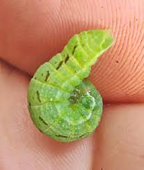 Attēlu rezultāti vaicājumam “Lacanobia contigua imago”