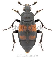 Attēlu rezultāti vaicājumam “Nicrophorus vespillo”