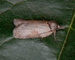 Attēlu rezultāti vaicājumam “Nycteola sp.”