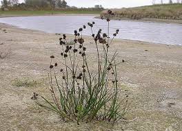 Attēlu rezultāti vaicājumam “Juncus articulatus”