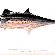 Image result for Scomberomorus maculatus