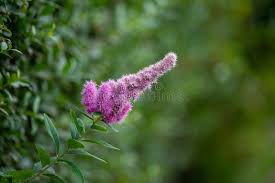 Attēlu rezultāti vaicājumam “Spiraea salicifolia flower”