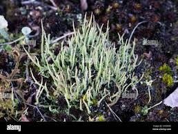 Attēlu rezultāti vaicājumam “Cladonia cornuta”