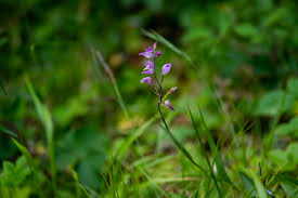 Attēlu rezultāti vaicājumam “Cephalanthera rubra flower”