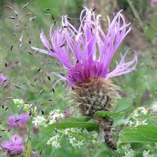 Image result for Centaurea pseudophrygia
