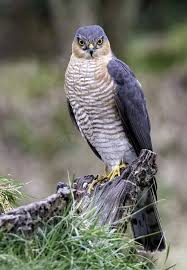 Attēlu rezultāti vaicājumam “Accipiter nisus male”