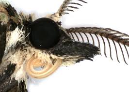 Attēlu rezultāti vaicājumam “Colostygia pectinataria male”