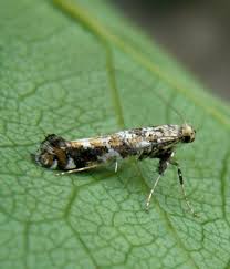 Attēlu rezultāti vaicājumam “Gracillaria syringella larva”
