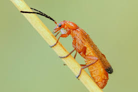 Attēlu rezultāti vaicājumam “Rhagonycha fulva”