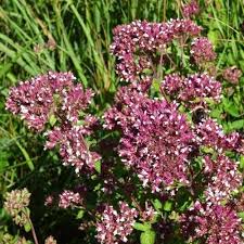 Attēlu rezultāti vaicājumam “Origanum vulgare leaf”