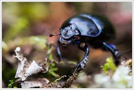 Attēlu rezultāti vaicājumam “Trypocopris vernalis”