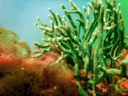 Attēlu rezultāti vaicājumam “Spongilla lacustris”