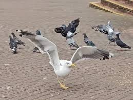 Image result for Wigan Seagulls