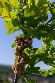 Attēlu rezultāti vaicājumam “Biorhiza pallida”