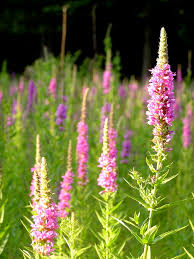 Image result for Blutweiderich