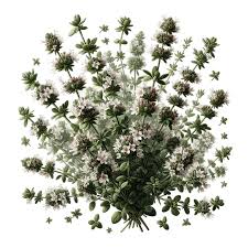 Attēlu rezultāti vaicājumam “Thymus vulgaris leaf”