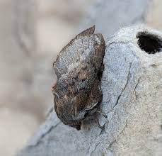 Attēlu rezultāti vaicājumam “Lasiocampidae”