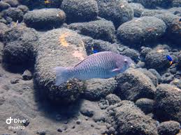 Image result for Scarus rubroviolaceus