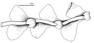 Attēlu rezultāti vaicājumam “Harpanthus flotovianus cells”
