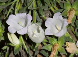 Image result for Campanula formanekiana