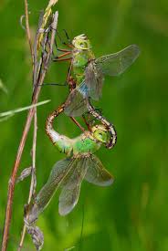 Attēlu rezultāti vaicājumam “Anax parthenope”