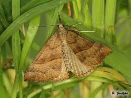 Attēlu rezultāti vaicājumam “Hypena proboscidalis”