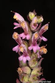 Attēlu rezultāti vaicājumam “Odontites vulgaris leaf”