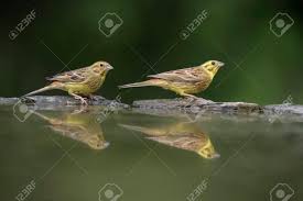 Attēlu rezultāti vaicājumam “Emberiza citrinella juvenile”