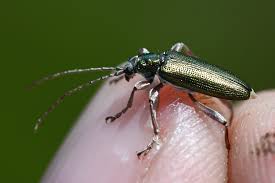 Attēlu rezultāti vaicājumam “Donacia clavipes”