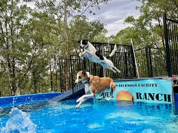 Image result for Glossop Swimming Club