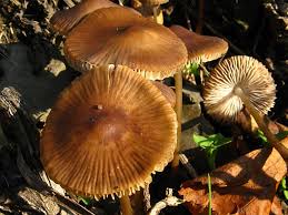 Attēlu rezultāti vaicājumam “Mycena zephirus”