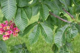 Attēlu rezultāti vaicājumam “Aesculus x hybrida leaf”