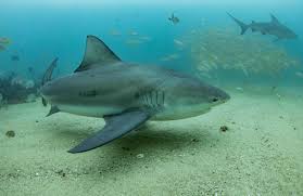 Image result for Carcharhinus leucas