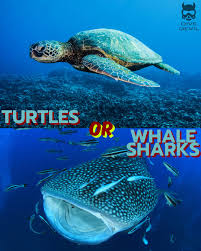 Image result for S England Dive Devil